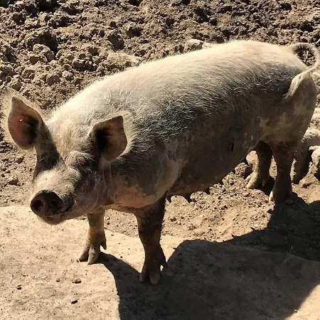 Domaine De La Planche De Melussac Panzió Cussac-sur-Loire