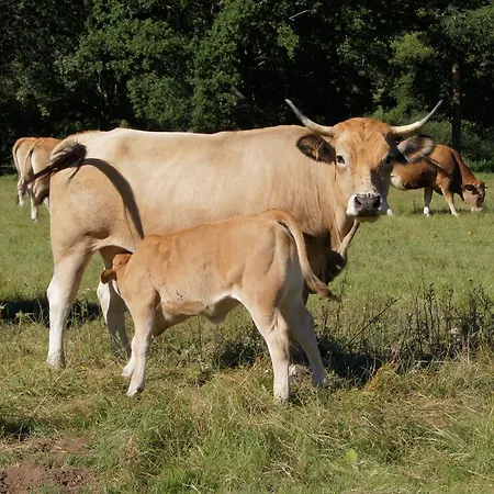 Domaine De La Planche De Melussac 4* Cussac-sur-Loire
