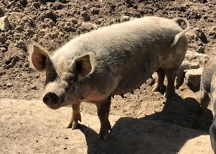 Domaine De La Planche De Melussac Nocleg ze śniadaniem Cussac-sur-Loire