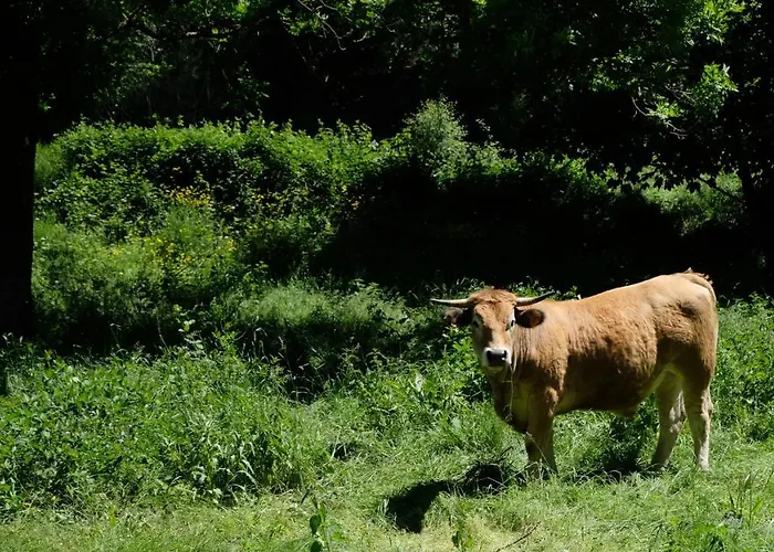Domaine De La Planche De Melussac Nocleg ze śniadaniem