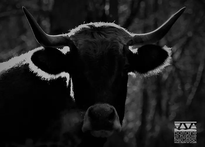 Domaine De La Planche De Melussac Nocleg ze śniadaniem Cussac-sur-Loire