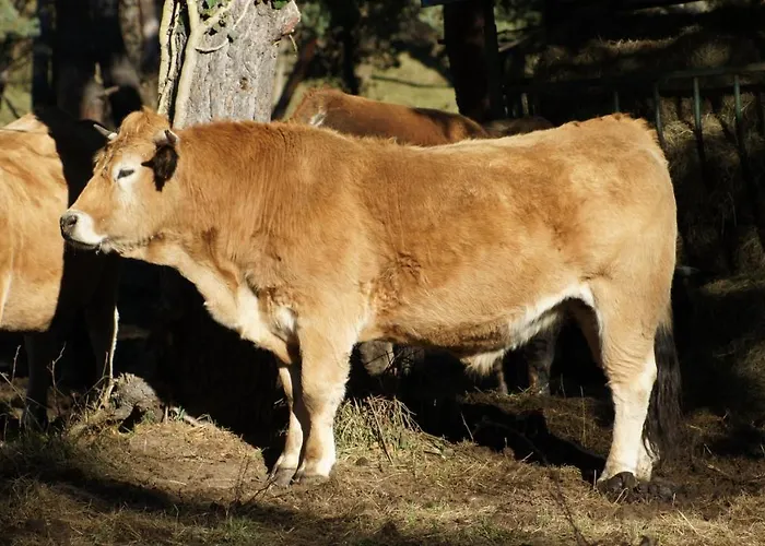 Domaine De La Planche De Melussac Nocleg ze śniadaniem Cussac-sur-Loire