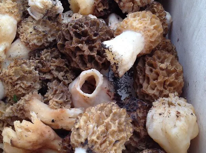 Domaine De La Planche De Melussac Nocleg ze śniadaniem Cussac-sur-Loire